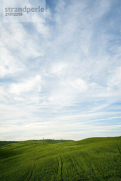 Cypress trees stand behind a field of green grass in the Tuscan hills  Italy.