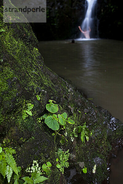 Swimming at Mauna Wili Falls  Oahu  Hawaii