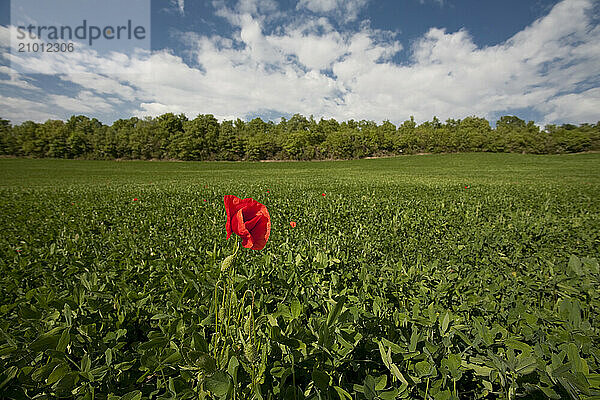 Solo poppy in Tuscany  Italy