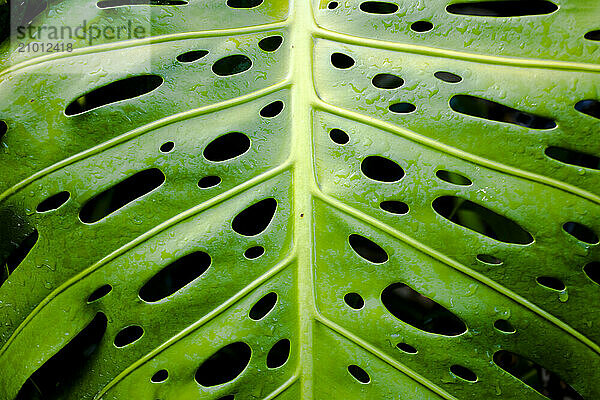 Green Leaves Oahu's North Shore