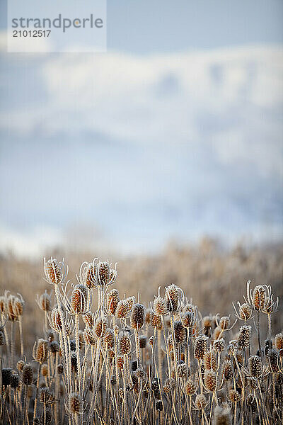 Heber Valley Flora  Wasatch Mountains  Utah