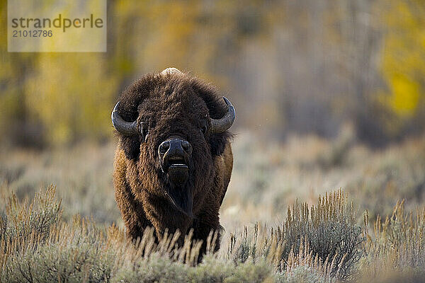 A bison postures in Grand Teton National Park