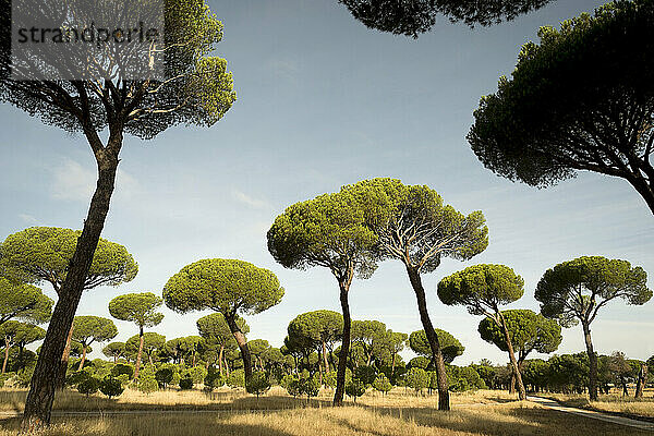 Trees line the northern regions around Madrid  Spain.