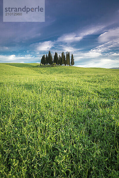 Cypress trees stand behind a field of green grass in the Tuscan hills  Italy.