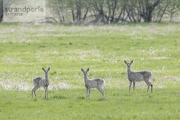 A herd of deer stand in a grassy field near Newman Lake  Washington