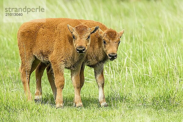 Some bison calves interacting with each other near Custer  South Dakota