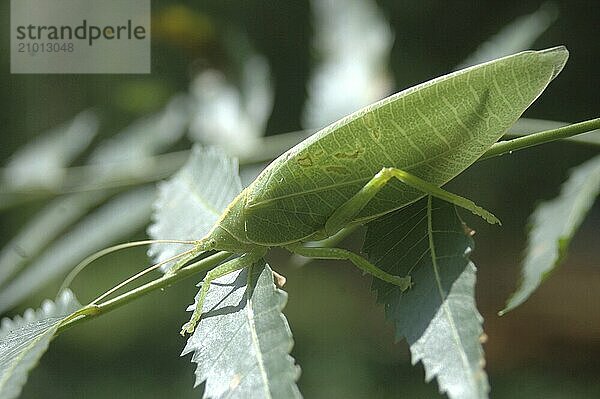 Backlighting on green katydid from Tamil Nadu  South India