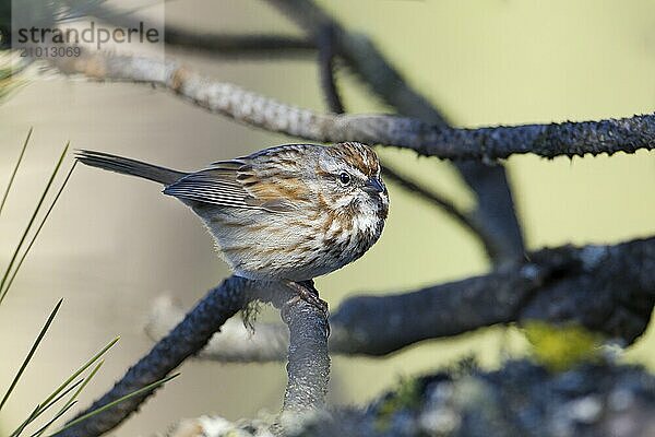 A cute little song sparrow is perched on a branch in the light near Coeur d'Alene  Idaho