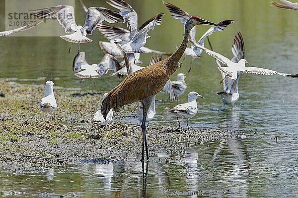 The sandhill crane (Antigone canadensis) . Native American bird a species of large crane of North America. On the background flock of Herring gulls