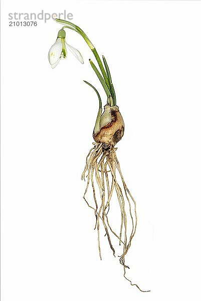 Complete single snowdrop with flower  leaves  roots and bulb cropped on white