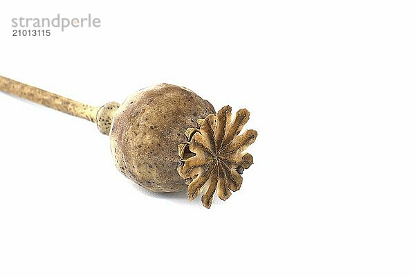 Dried poppy seed pod isolated on white background  full depth of field