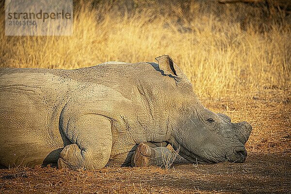 Reclining white rhinoceros (Ceratotherium simum) with sawn-off horn  Anti-Poaching  Balule Plains  South Africa  Africa