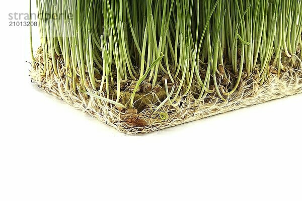 Fresh green wheatgrass with visible roots isolated on white background