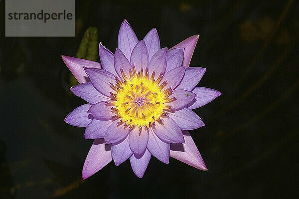 Lotus flower  Nelumbo nucifera  growing in Tamil Nadu  South India. The lotus is the national flower of India and Vietnam