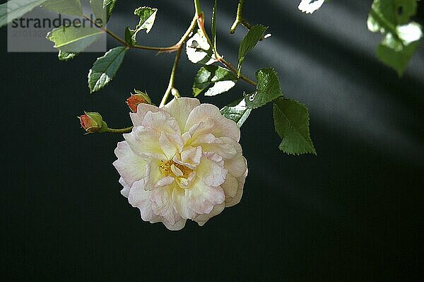 Pink climbing roses against black background