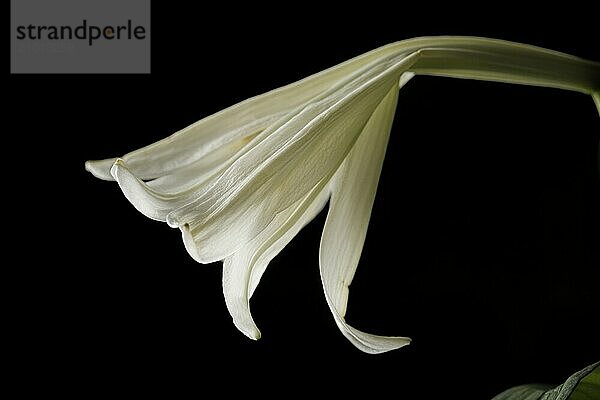 The side view of a white lily set against a black background