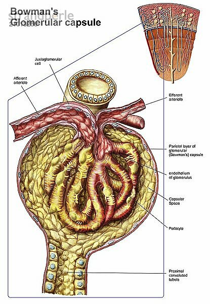 Anatomy of bowman's glomerular capsule