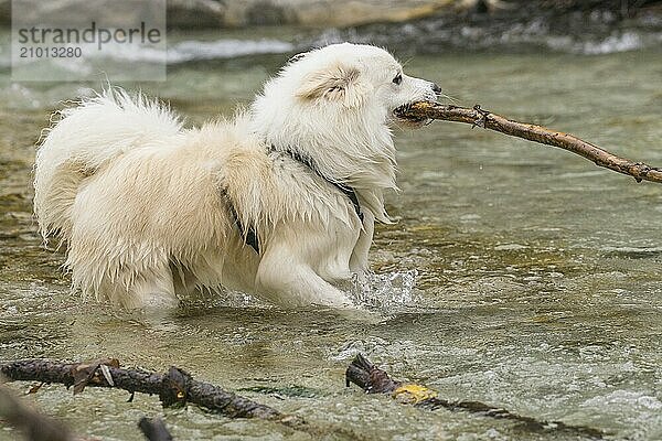 Icelandic dog in the water