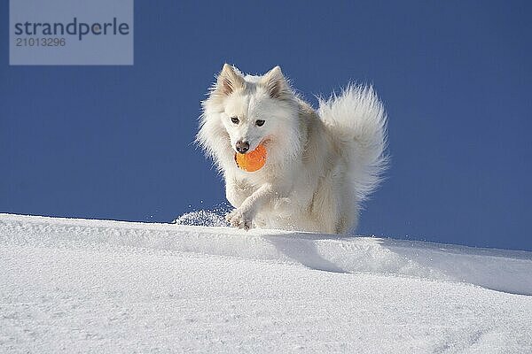 Retrieving Icelandic dog in the snow