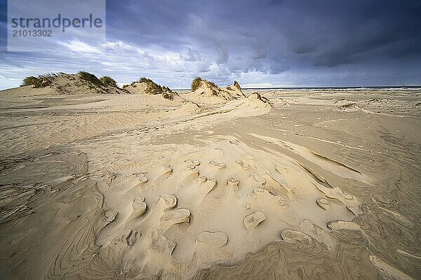 In the dunes of the Danish island of Rømø