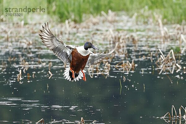 A northern shoveler duck flies in for a water landing near Coeur d'Alene  Idaho