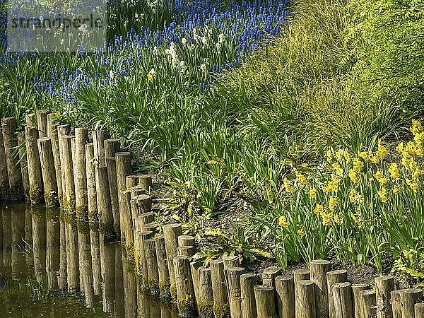 A garden with a pond and colourful groups of flowers along a wooden border  Amsterdam  Netherlands