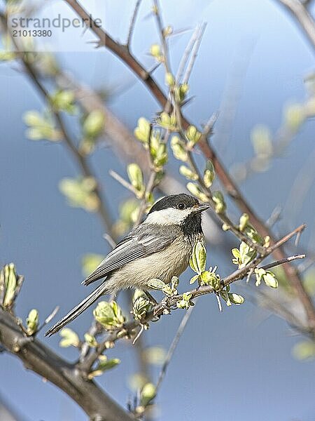 A portraiture of a small black capped chickadee songbird perched on a twig in Coeur d'Alene  Idaho