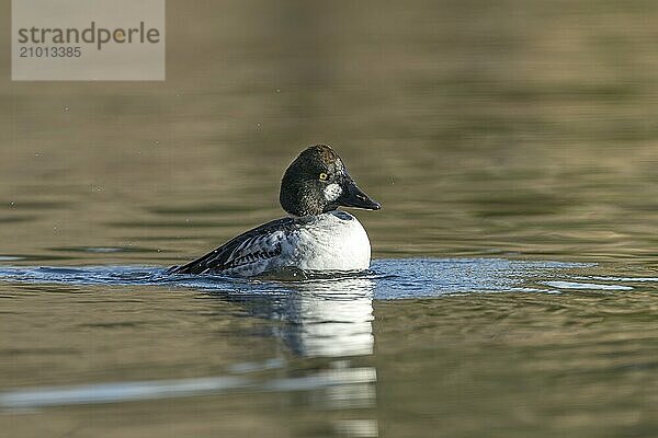 A common goldeneye shakes off water after a dive in Coeur d'A'lene  Idaho