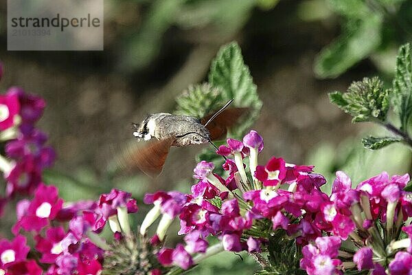 Hummingbird hawk-moth (Macroglossum stellatarum)  summer  Saxony  Germany  Europe