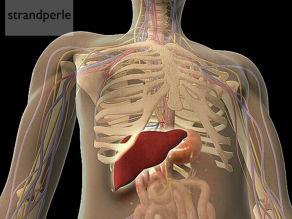 Transparent view of human torso showing liver