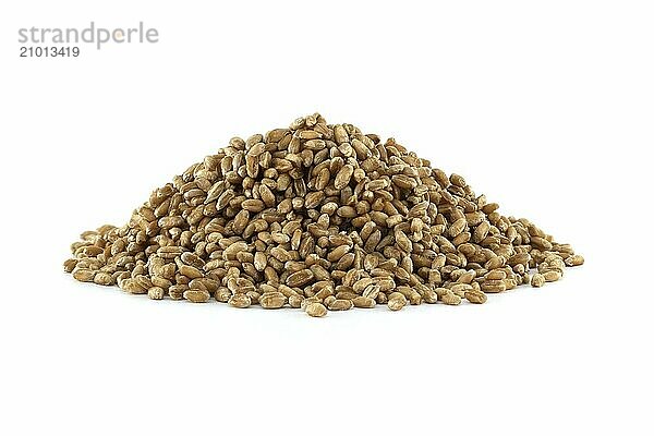 Closeup pile of wheat grains for natural food isolated on white background  agriculture and organic farming concepts