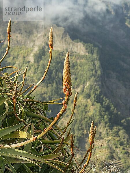 Close-up of plants on a mountain with fog in the distance  Funchal  madeira  portugal