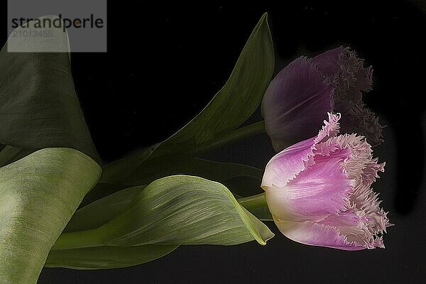 Tulip on black glass