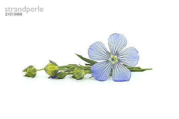 Vibrant blue common flax flower isolated on white background