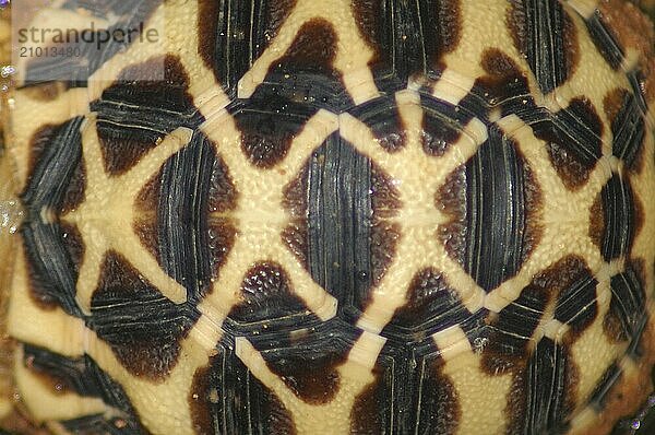 Shell of Indian Starred Tortoise  Geochelone elegans  Tamil Nadu  South India