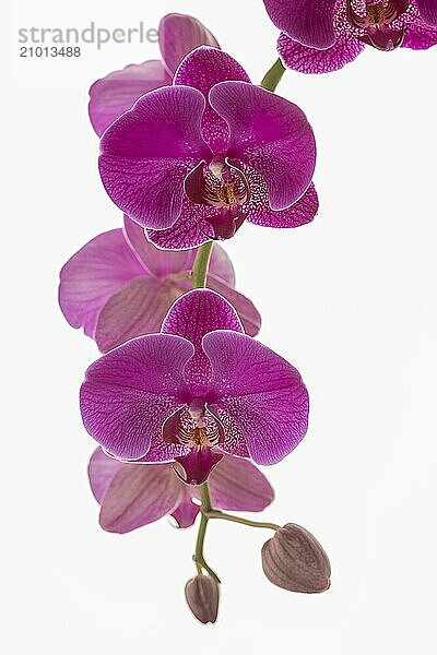 A studio photo of beautiful purple orchid flowers against a bright white background