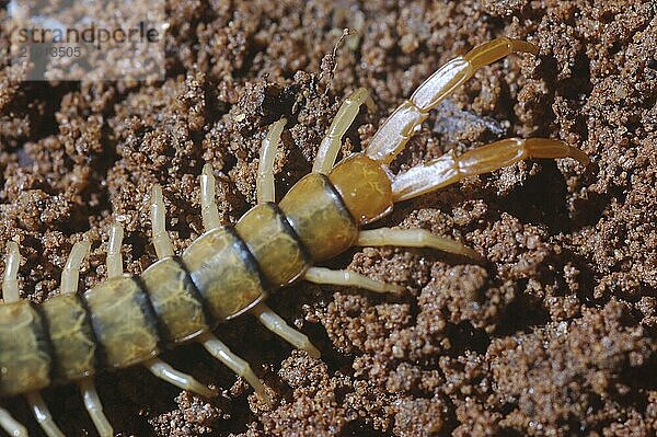 Detail of stinger on centipede from Tamil Nadu  South India