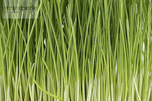 Fresh green wheat grass stalks in close up over white background