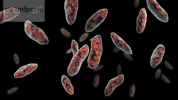 Biomedical illustration of brucellosis  a highly contagious infectious disease