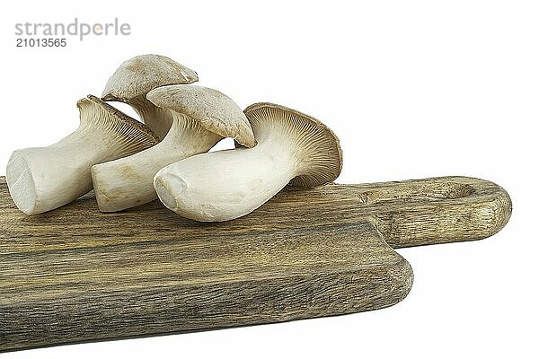 Pleurotus eryngii mushroom isolated on white background  also known as king trumpet mushroom  French horn mushroom  eryngi  king oyster mushroom  king brown mushroom