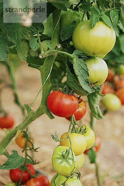 Closeup view on plantation of beautiful  delicious green and red ripe tomatoes grown in polycarbonate greenhouse on blurred background. Tomato hanging on the vine of plant. Horticulture. Vegetables