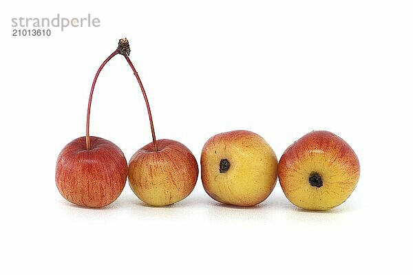 Crab apple or European wild apple isolated on white background. Wild apples are at risk of extinction