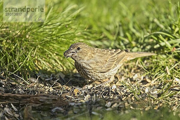 A small sparrow is on the grround searching for food in Rathdrum  Idaho