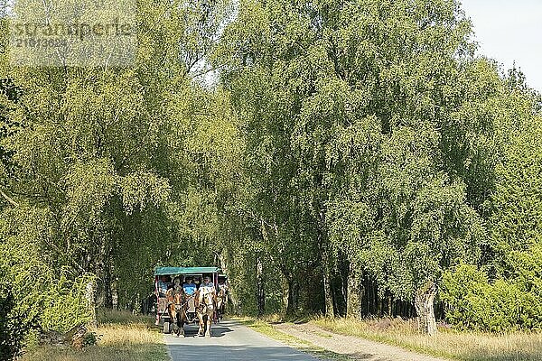 Horse-drawn carriage  trees  carriage ride near Wilsede  Bispingen  Lüneburg Heath  Lower Saxony  Germany  Europe