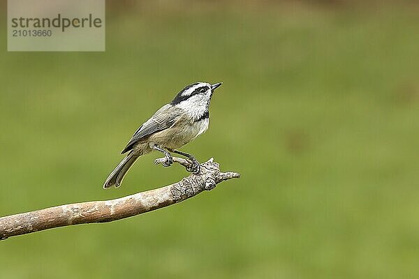 A cute little mountain chickadee bird is perched on a twig in north Idaho