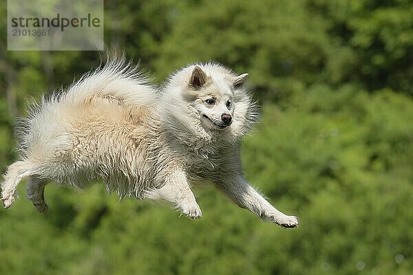 My flying Icelandic dog