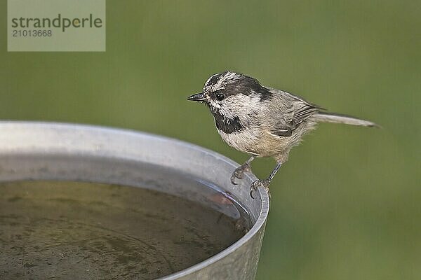 A small mountain chickadee drinks from a backyard bird bath in Idaho