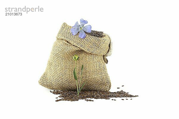 Flax seeds  also known as Linseed  Flaxseed and Common Flax in a burlap bag and blue flax blossom isolated on white