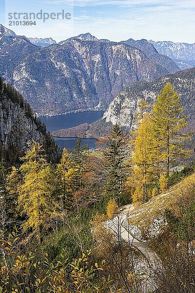 View from the slopes of the Dachstein mountains to the hiking trail to the ice cave. Lake Hallstatt in the background. Yellow larches. Autumn  good weather  some clouds. Lake Hallstatt  Salzkammergut  Upper Austria  Austria  Europe