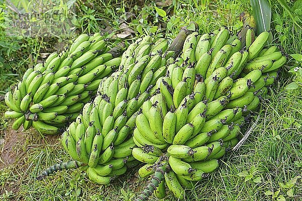 Bunch of green raw bananas in Africa